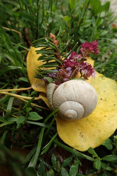 Kleines Kunstwert aus Blumen und einem Schneckenhaus