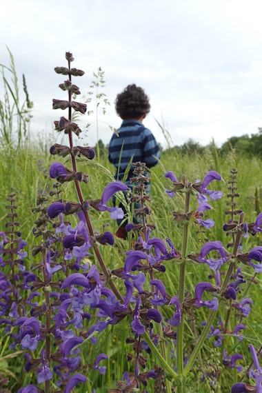 Wiese mit Blumen und einem Kind