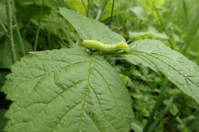 Eine Raupe auf einem Blatt