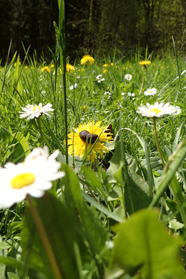 Blumenwiese