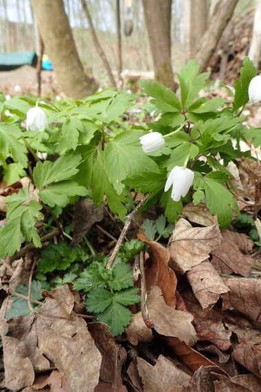 Frühlingsblumen im Wald.