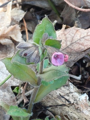 Eine Blume.