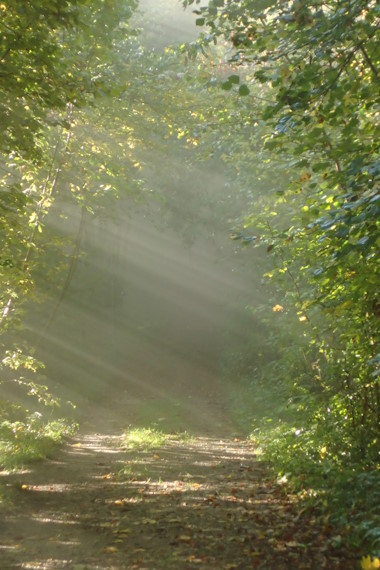 Waldweg mit Licht- und Schattenspiel und sichtbaren Sonnenstrahlen.
