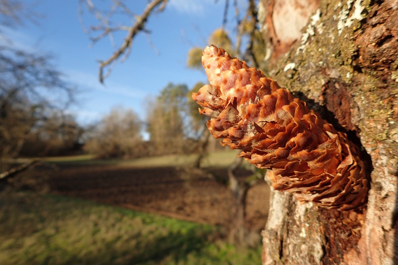 Detailaufnahme Baum