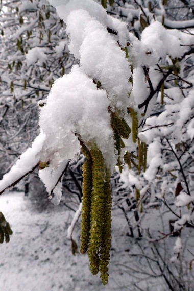 Schnee am Ast