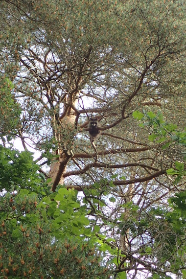 Ein Tier sitzt hoch in einem Baum auf einem Ast